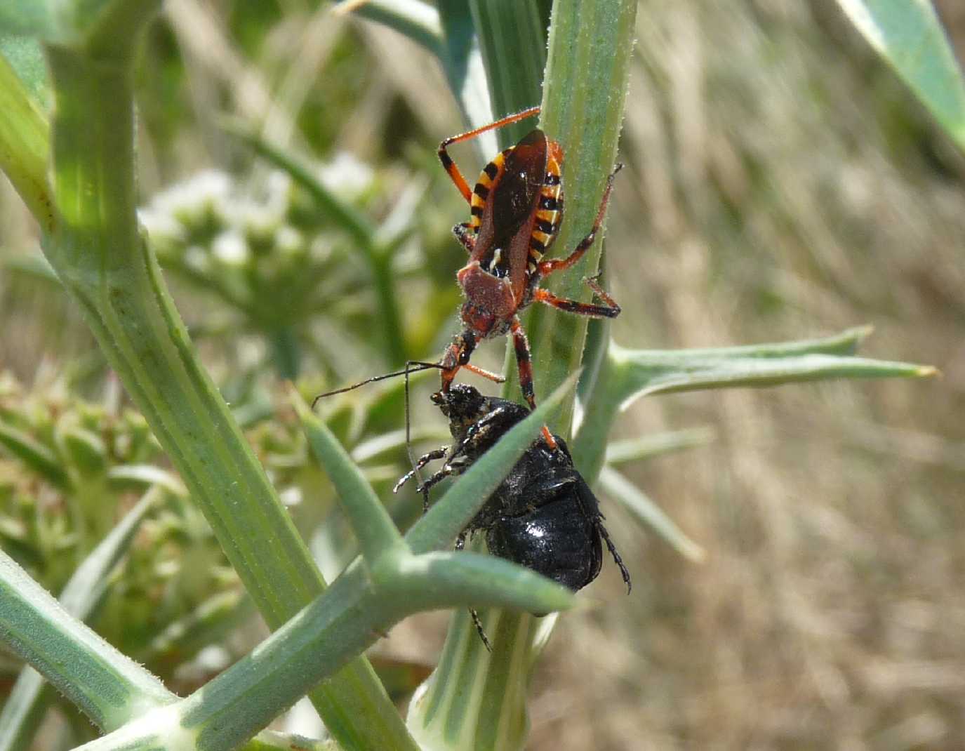 Rhinochoris erytropus con Oxithirea funesta